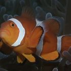 Clownfisch (Amphiprion percula)