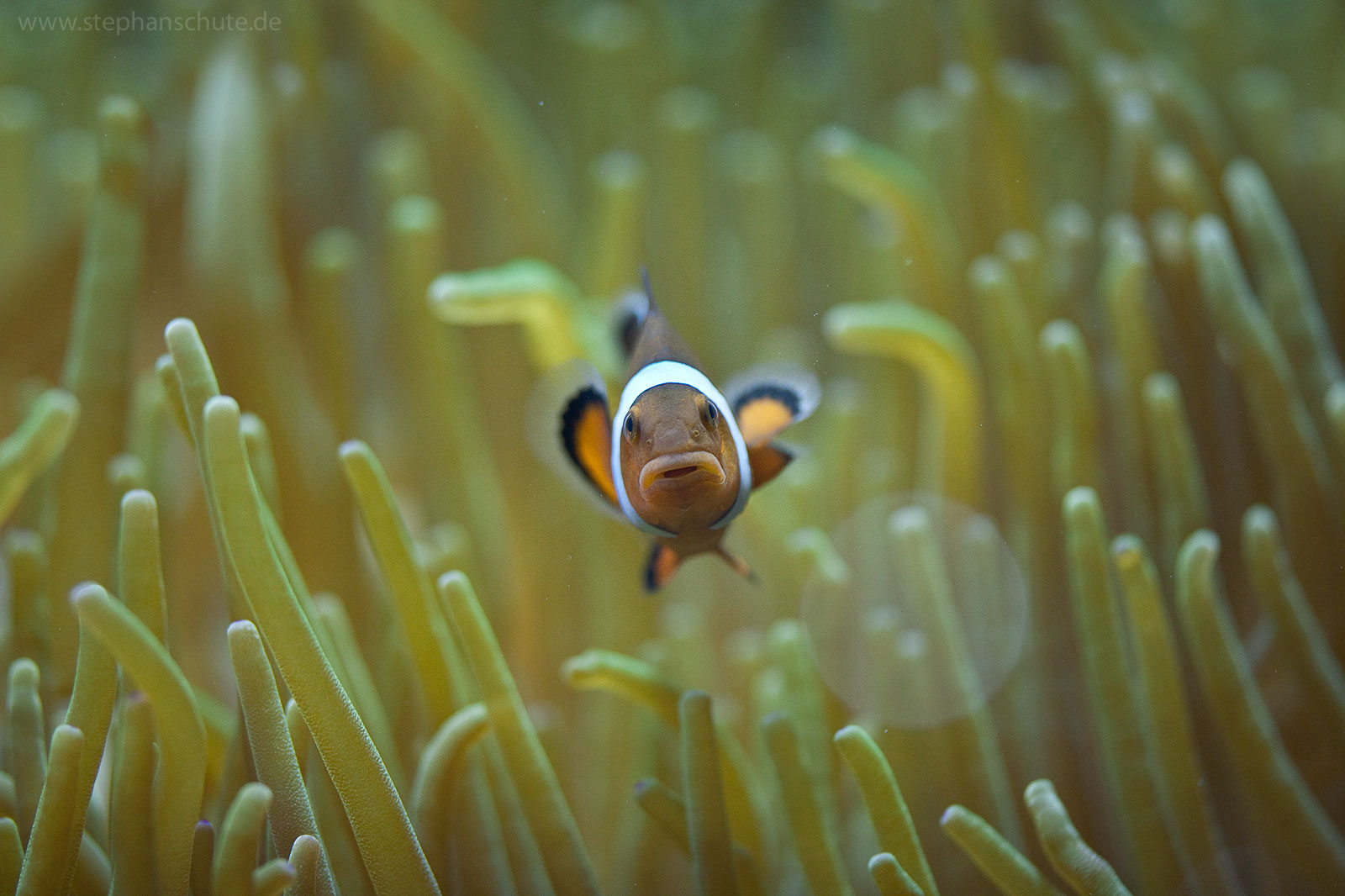 Clownfisch (Amphiprion percula).