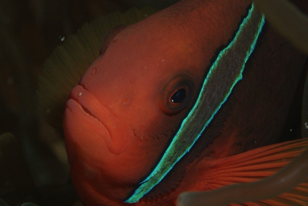 Clownfisch (Amphiprion percula)