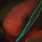 Clownfisch (Amphiprion percula)