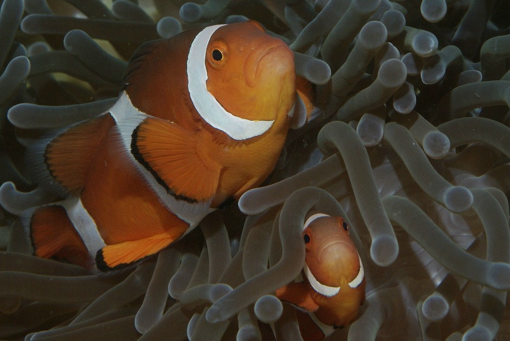 Clownfisch (Amphiprion percula)