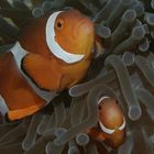 Clownfisch (Amphiprion percula)