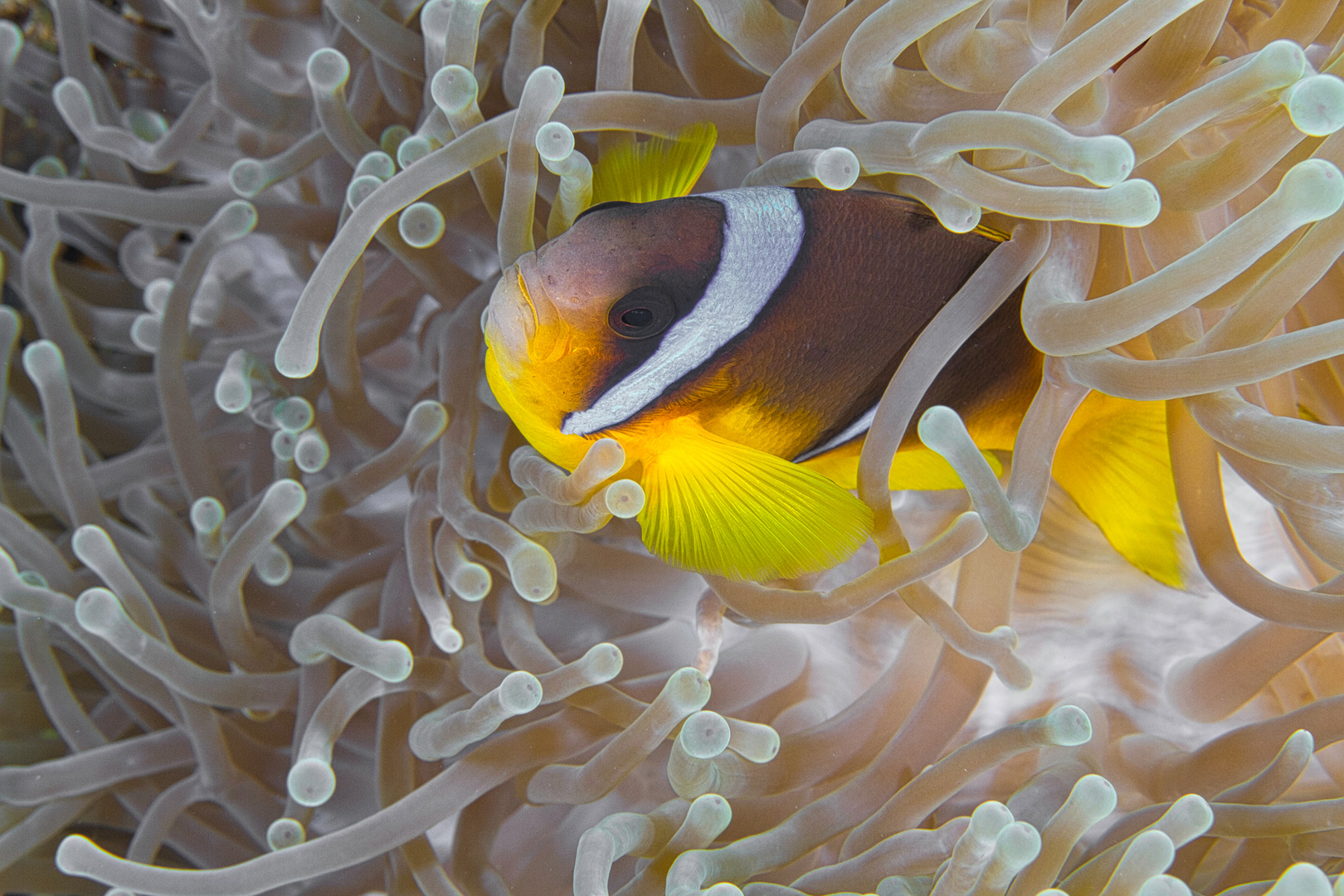 Clownfisch im Anemonenbad