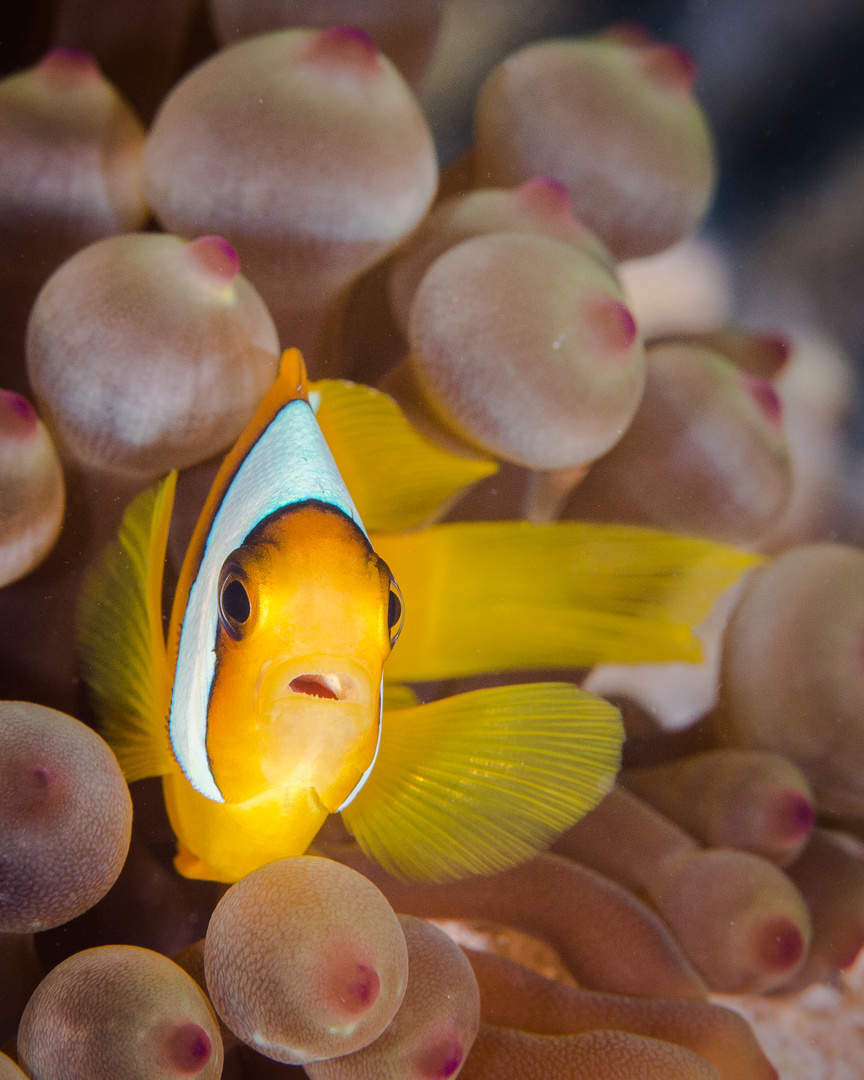 Clownfisch im Roten Meer