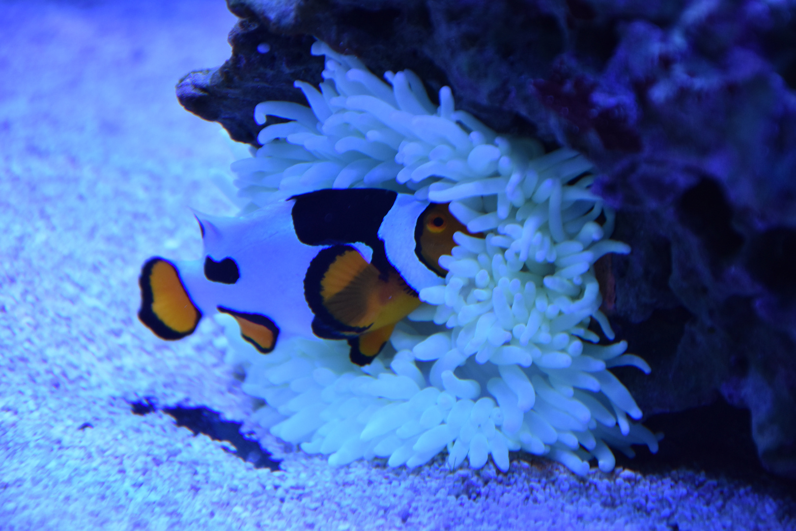 Clownfisch in einer seiner vielen Anemonen