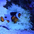 Clownfisch in einer seiner vielen Anemonen