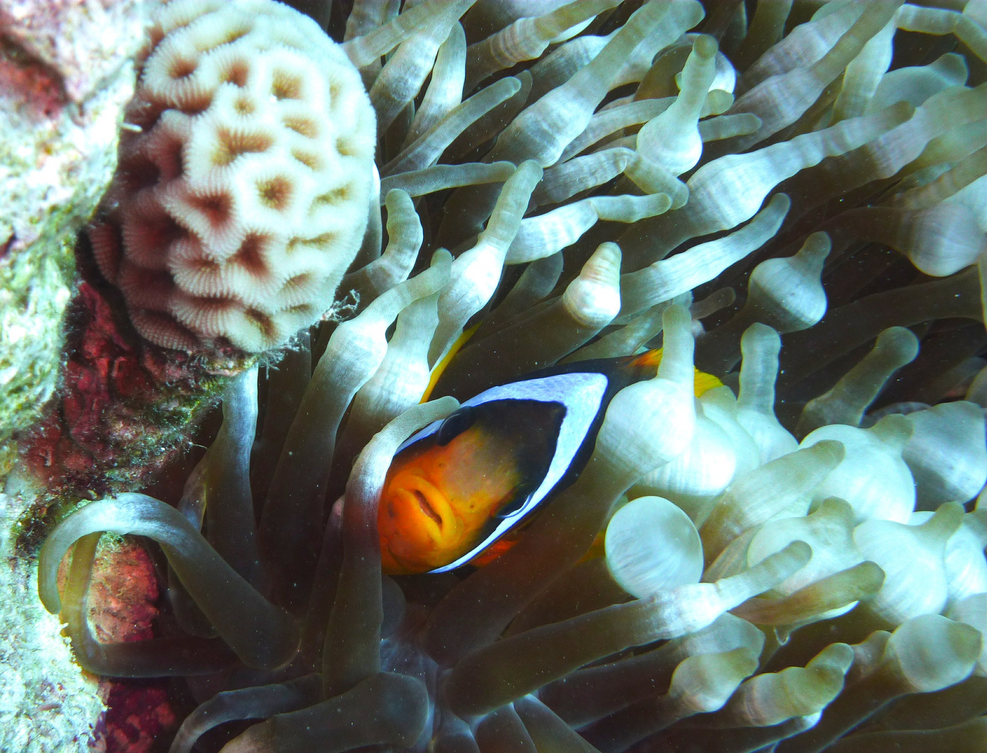 Clownfisch in seinen Anemonen