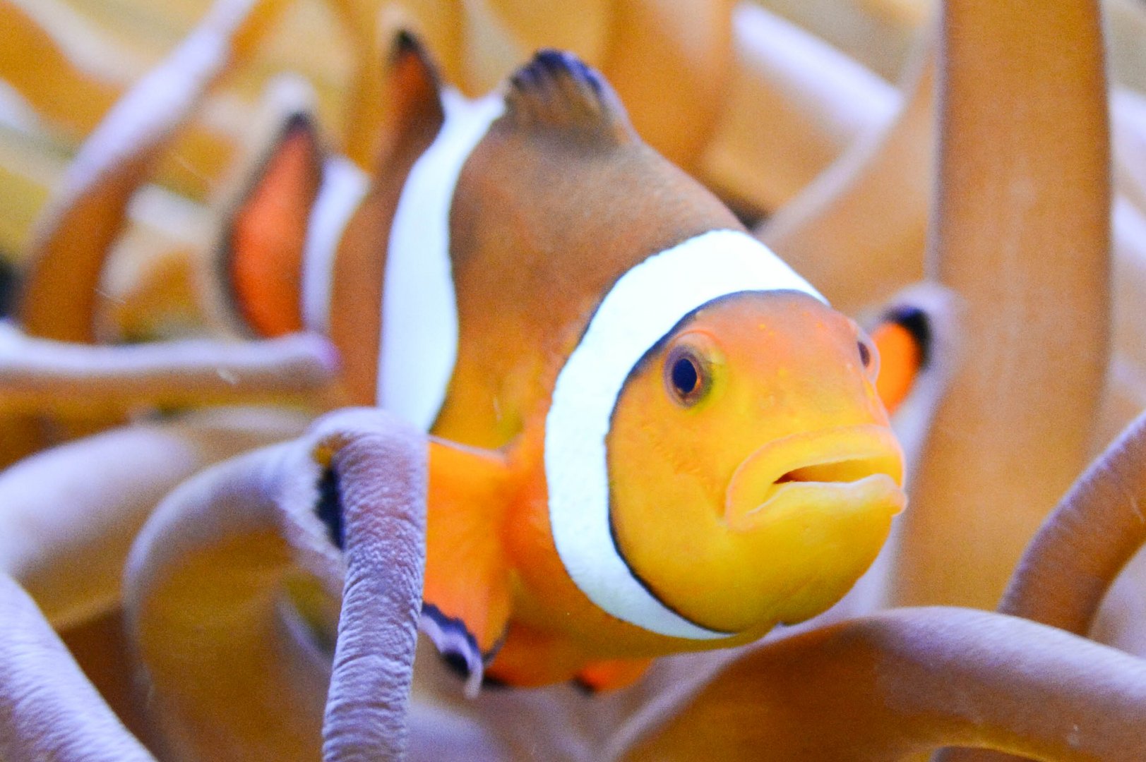 Clownfisch in seiner Anemone