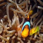 Clownfisch in seiner Anemone