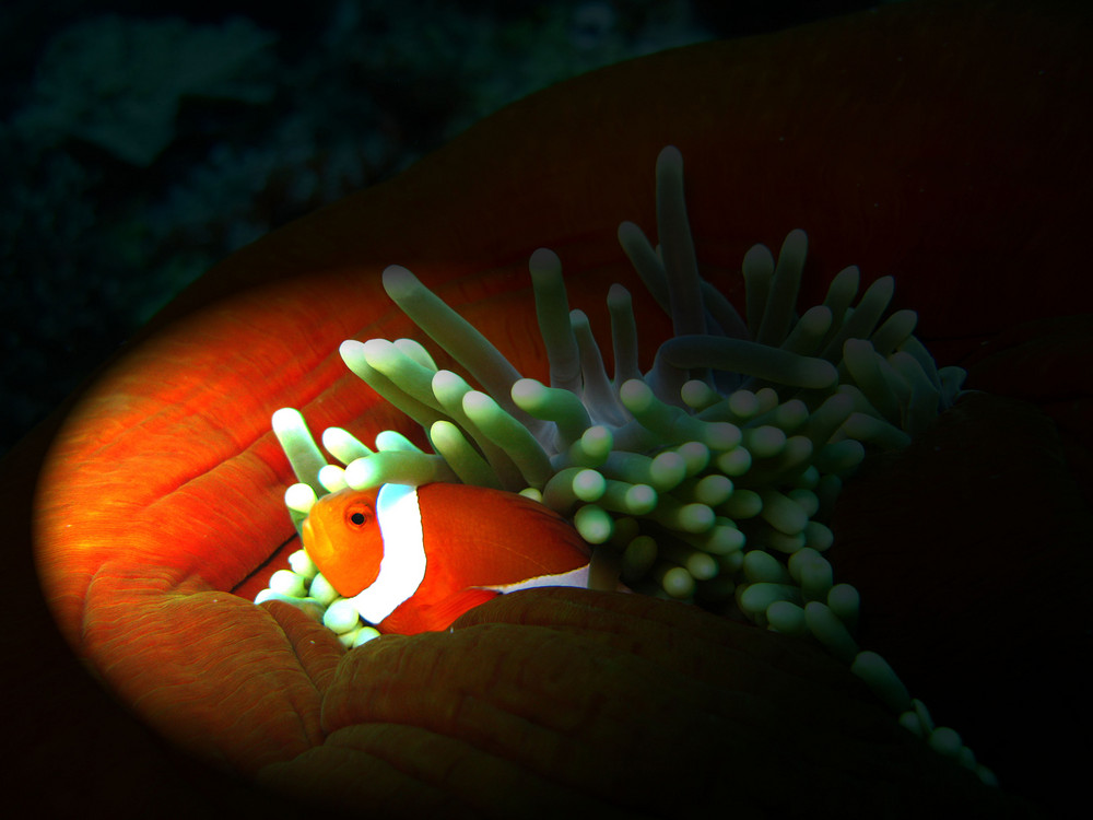 Clownfisch oder Anemonenfisch