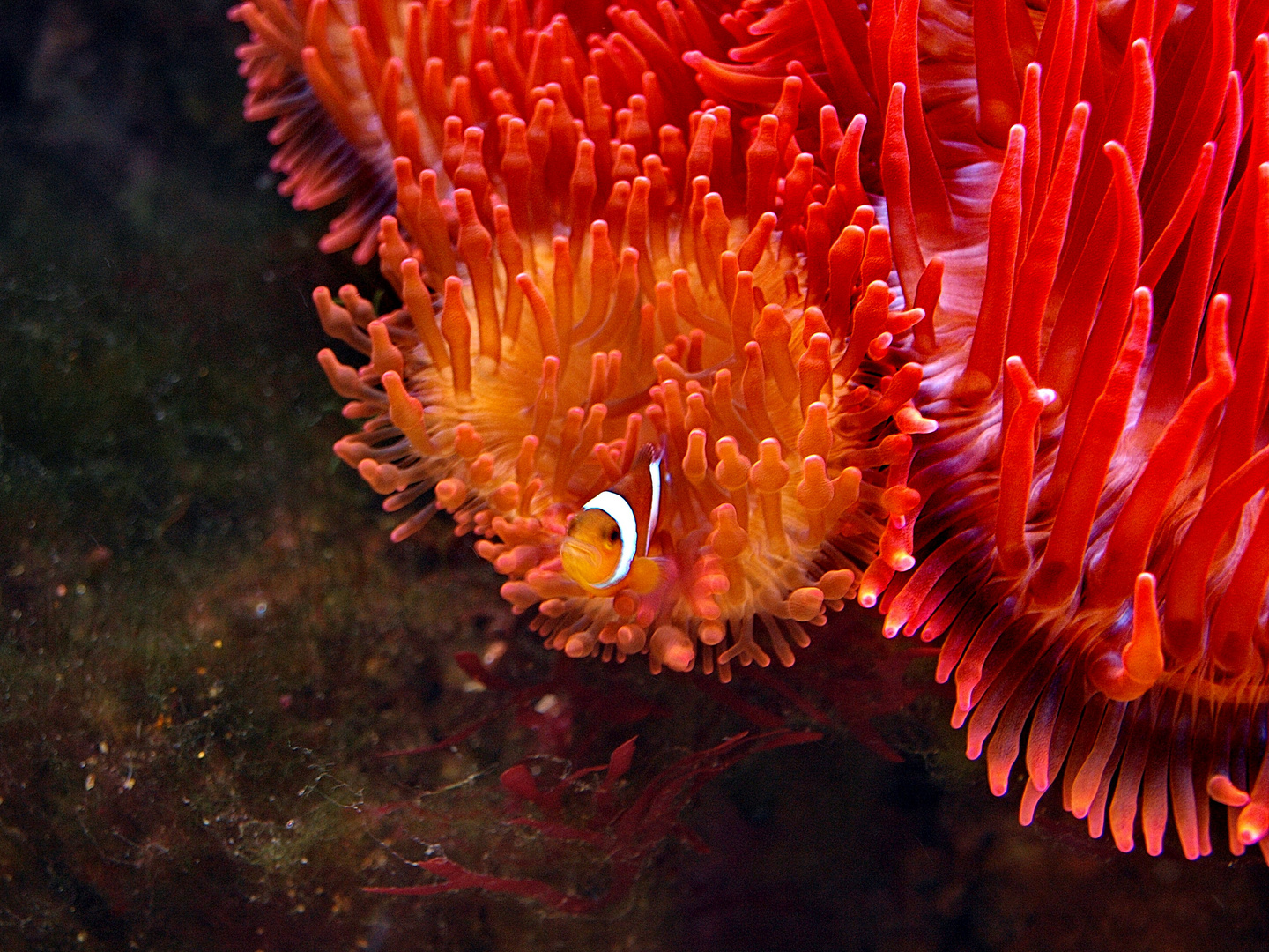 Clownfisch und die Seeanemone (die Unzertrennlichen)