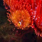 Clownfisch und die Seeanemone (die Unzertrennlichen)