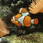 Clownfisch - Wo steckt Nemo?