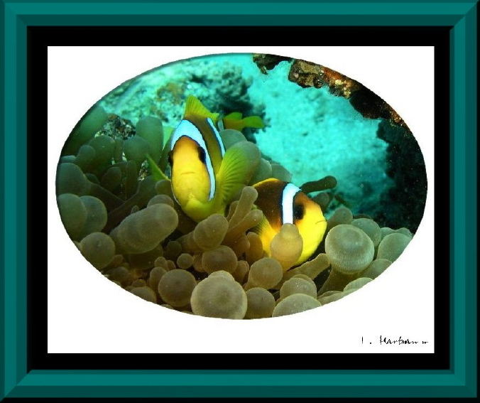 Clownfische ( Amphiprion clarkii )in einer Anemone