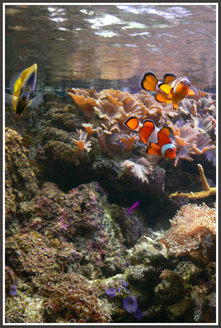 Clownfische im Aquarium im Mundenhof in Freiburg/Breisgau