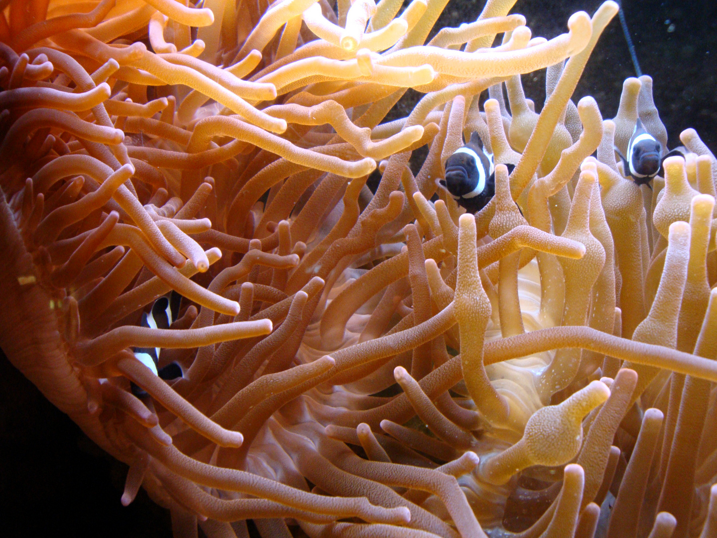 Clownfische in einer Seeanemone