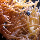 Clownfische in einer Seeanemone