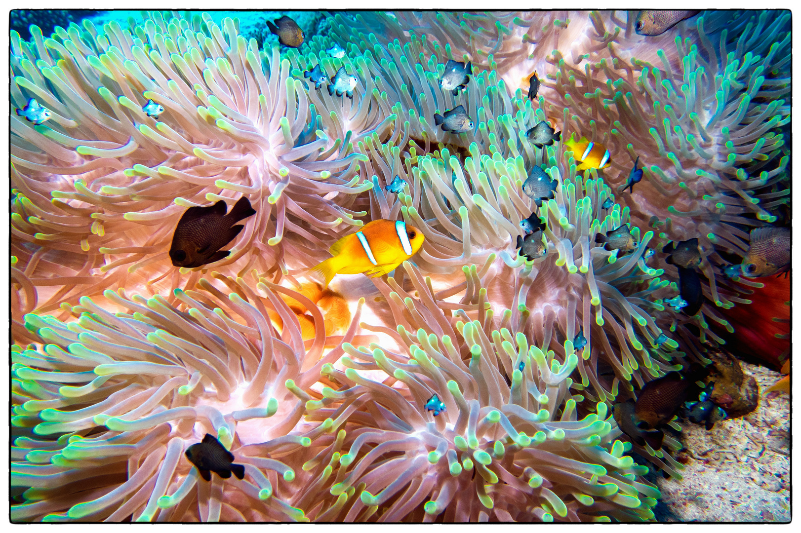 Clownfische in ihrer Anemone