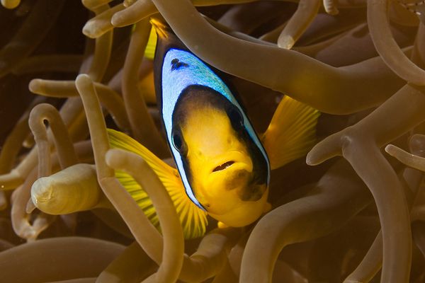 clownfische sind gar nicht so witzig....