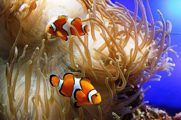 Clownfische und Seeanemonen