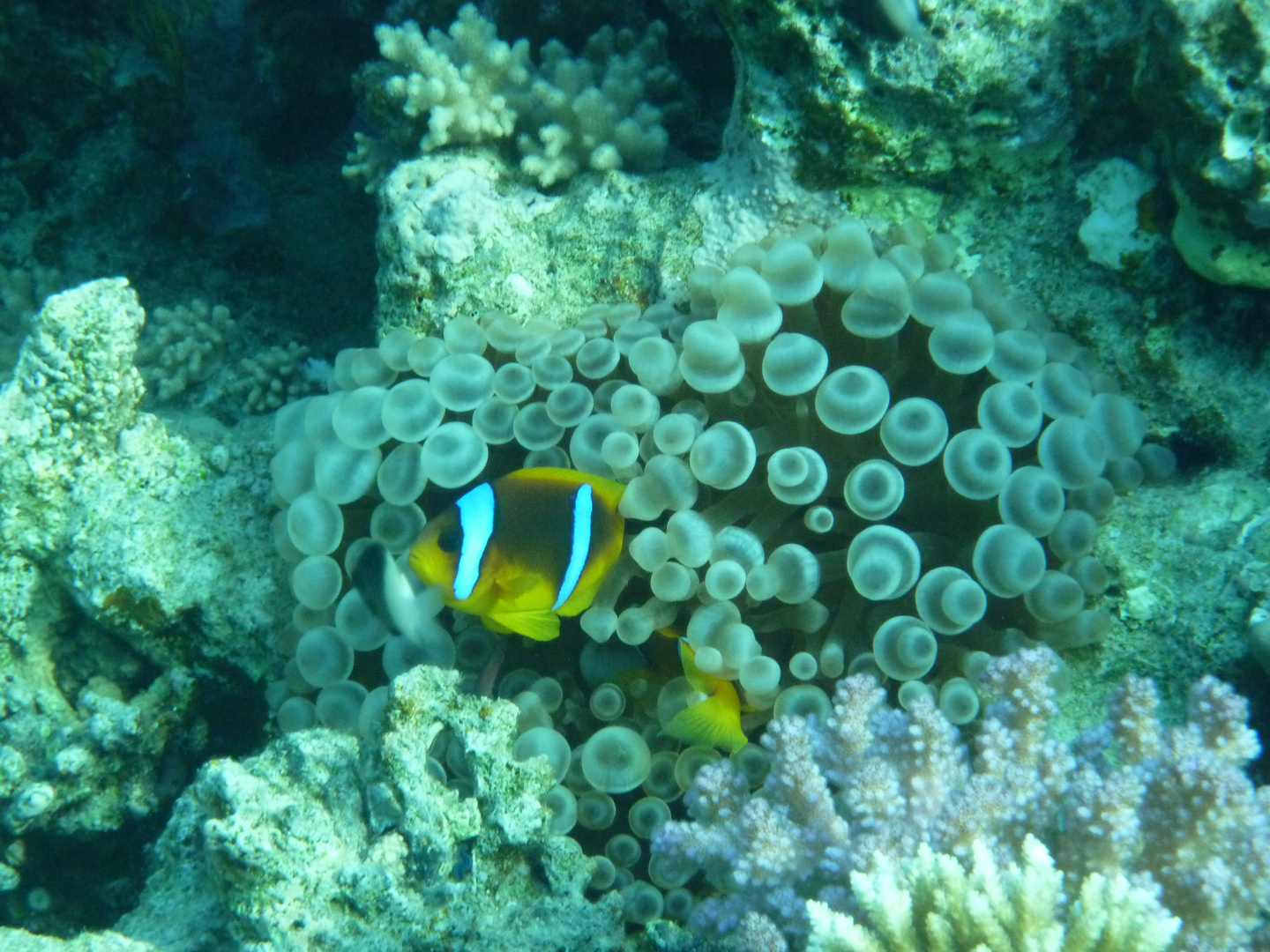 Clownfish