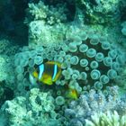 Clownfish