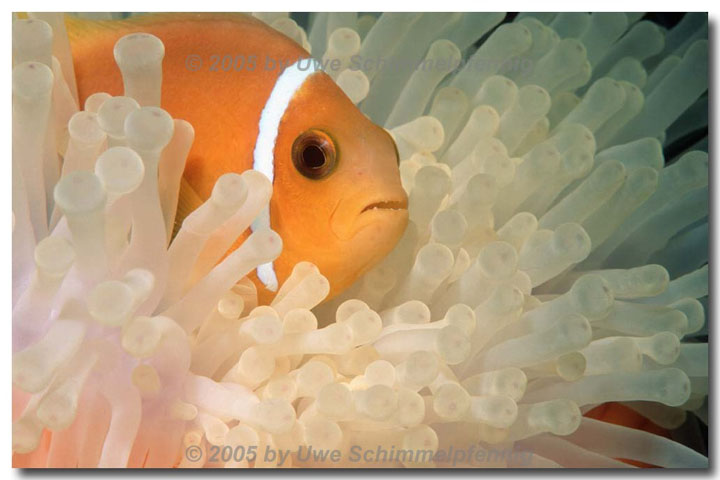 Clownfish