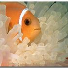 Clownfish