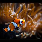 Clownfish