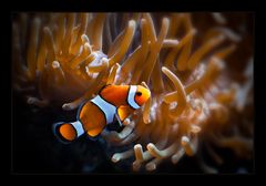 Clownfish