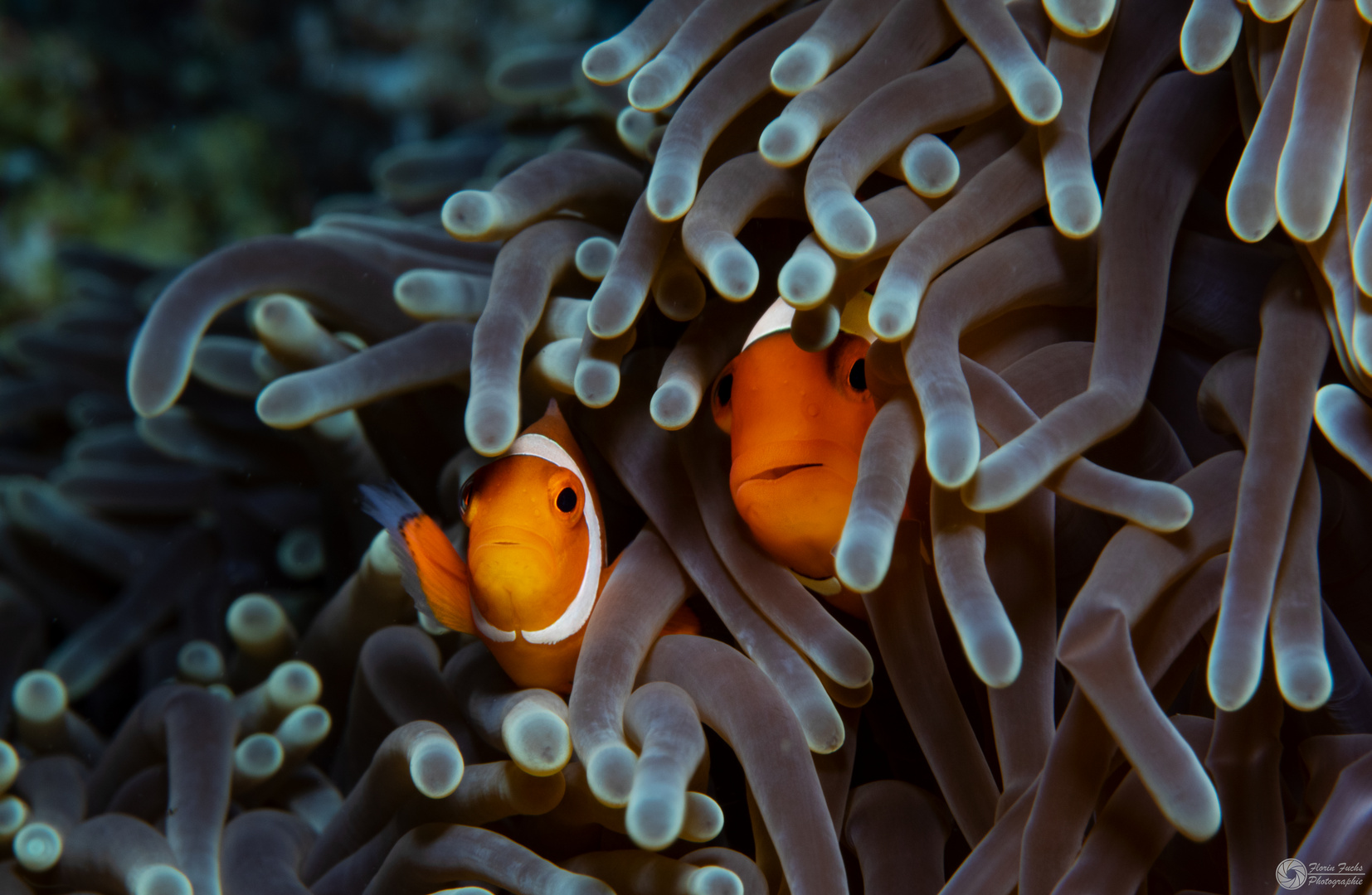 Clownfish