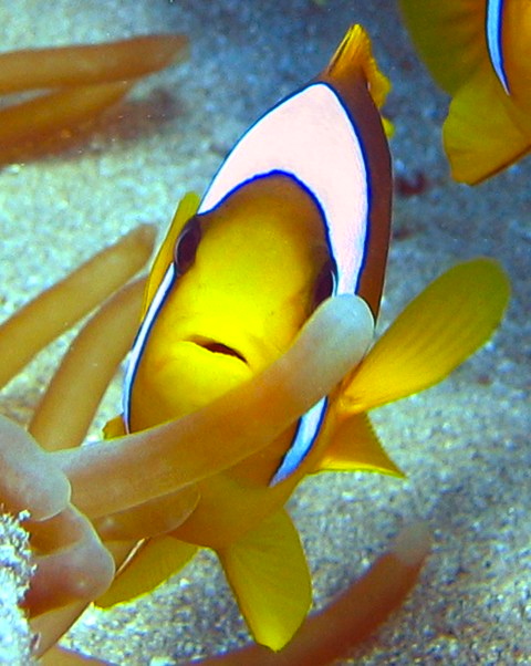 Clownfish