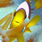 Clownfish