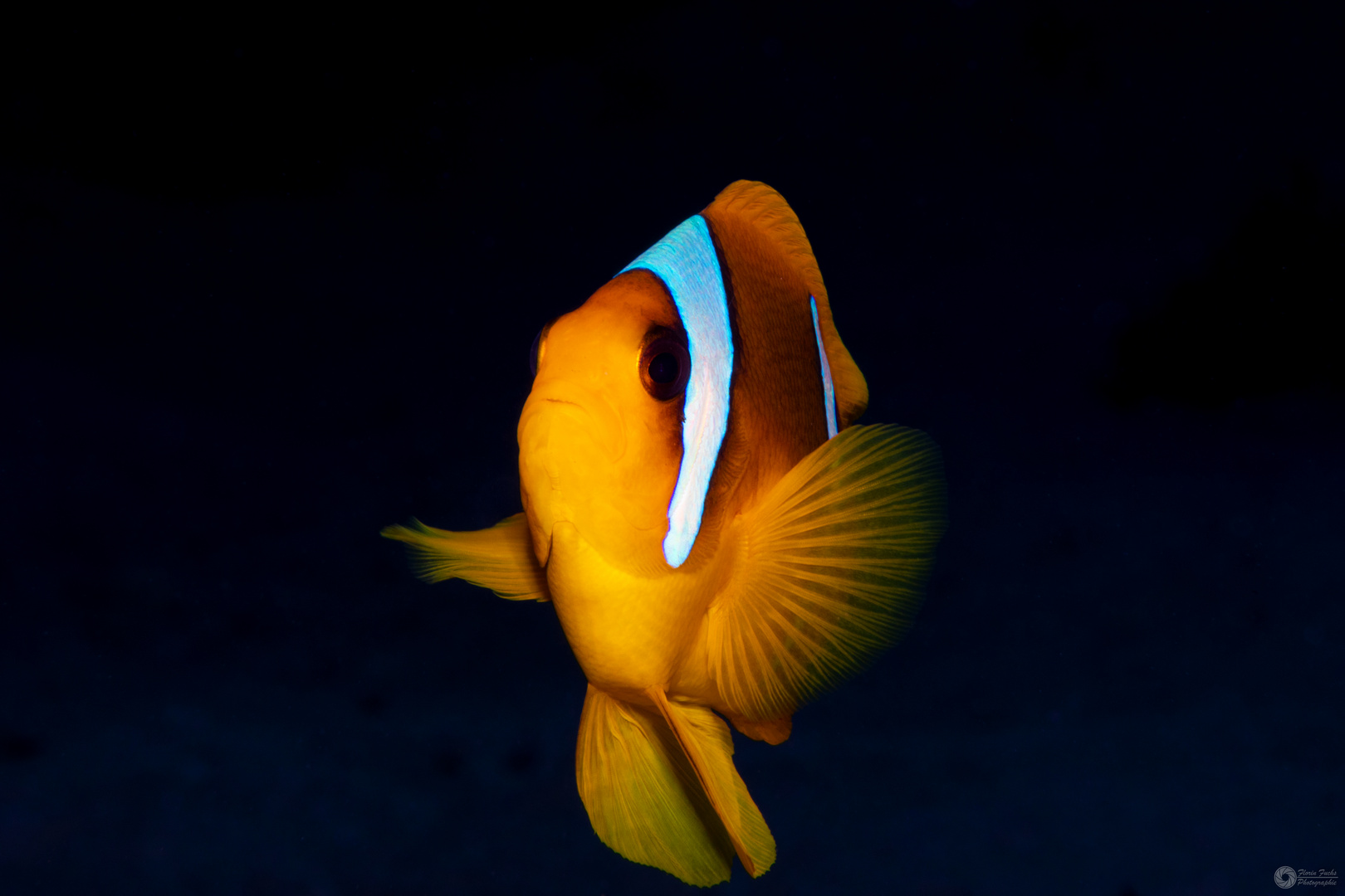 Clownfish