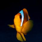 Clownfish