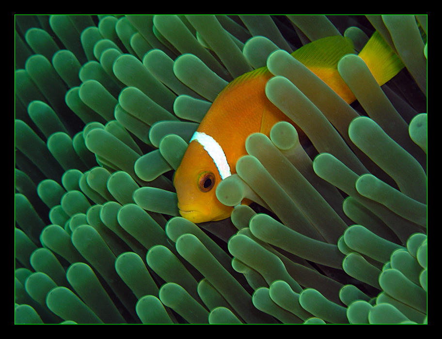 Clownfish