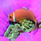 Clownfish