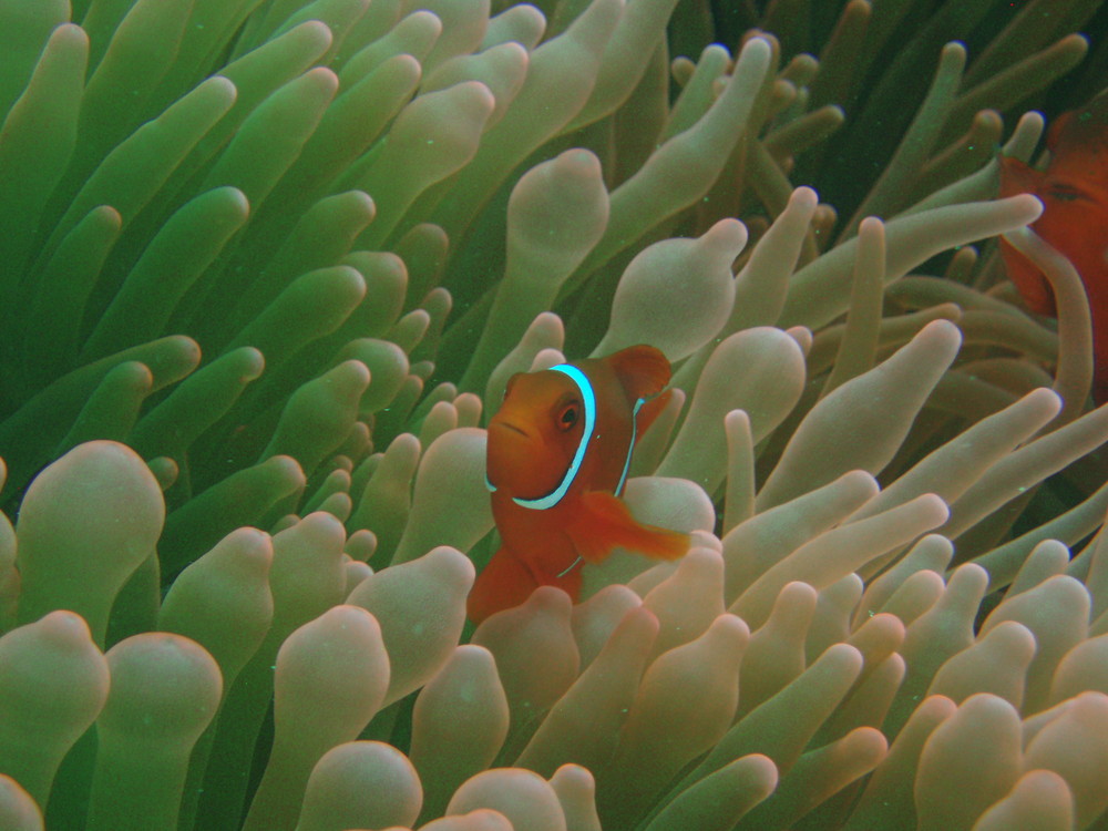 Clownfish