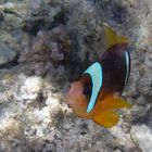 Clownfish