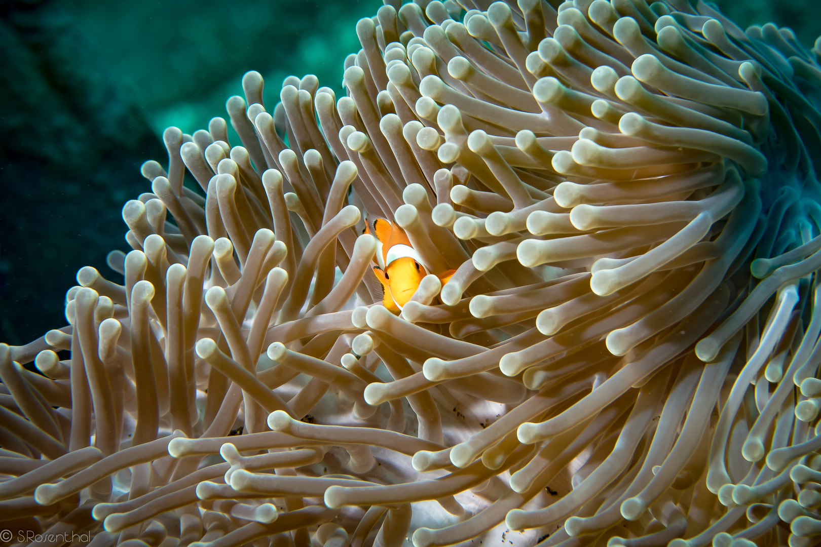 Clownfish