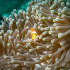 Clownfish