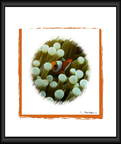 Clownfish ( Amphiprion percula )in einer Annemone