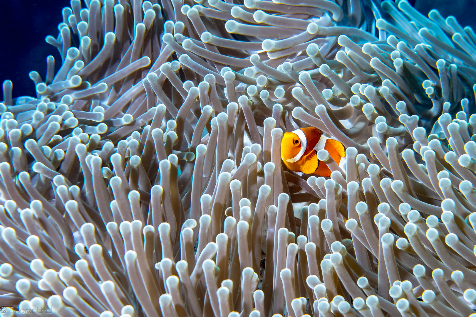 Clownfish / Anemonenfisch 