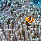 Clownfish / Anemonenfisch 