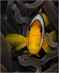 Clownfish at home....