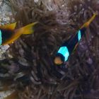 Clownfish couple