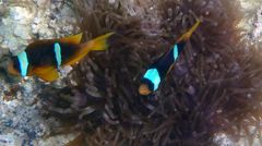 Clownfish couple