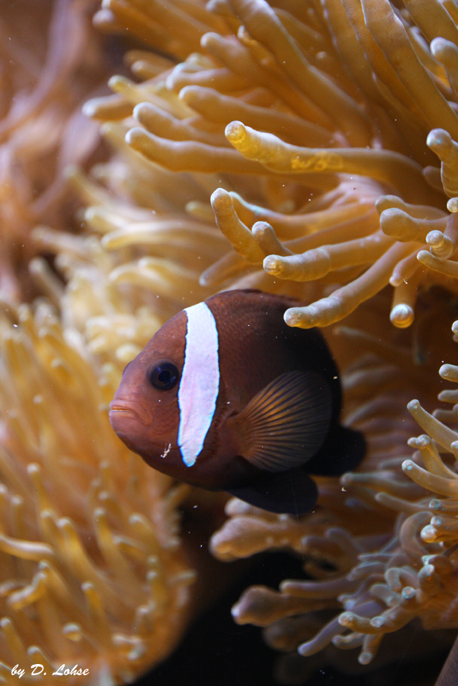 Clownfish , der 1000ste