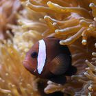 Clownfish , der 1000ste