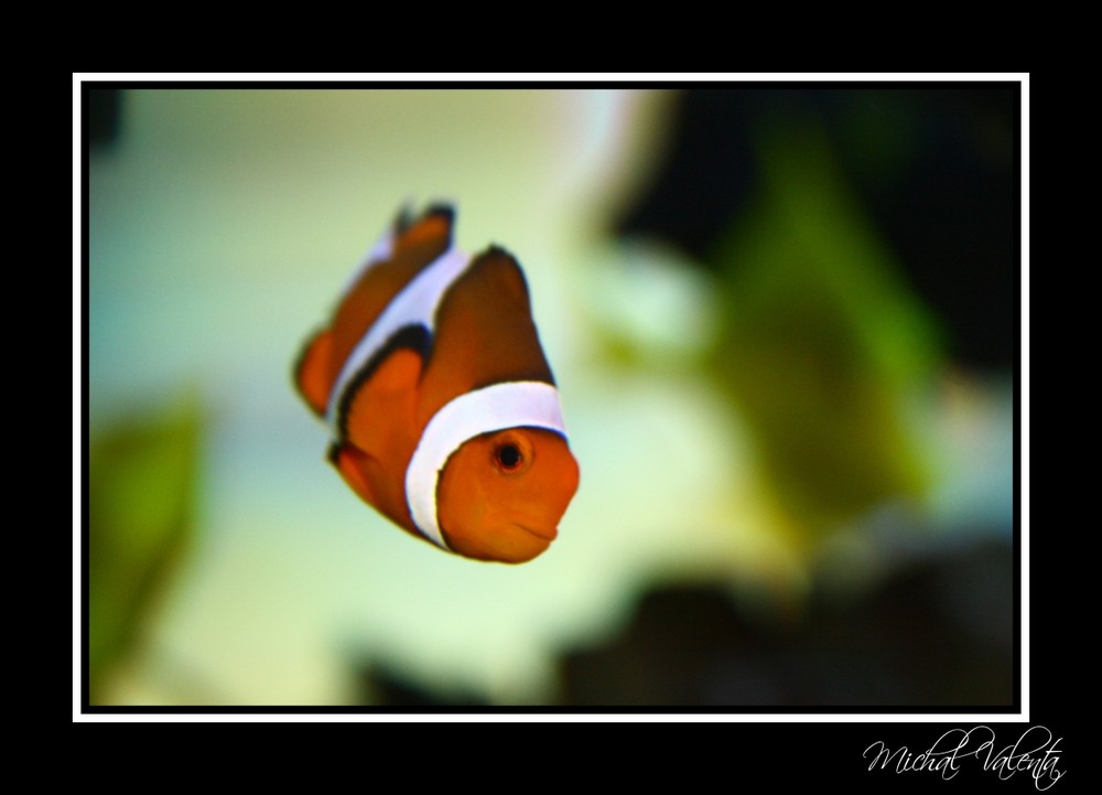 Clownfish